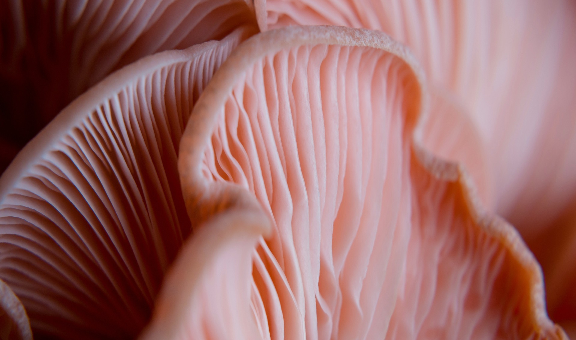 Close-up of organic mushroom texture in warm pink tones